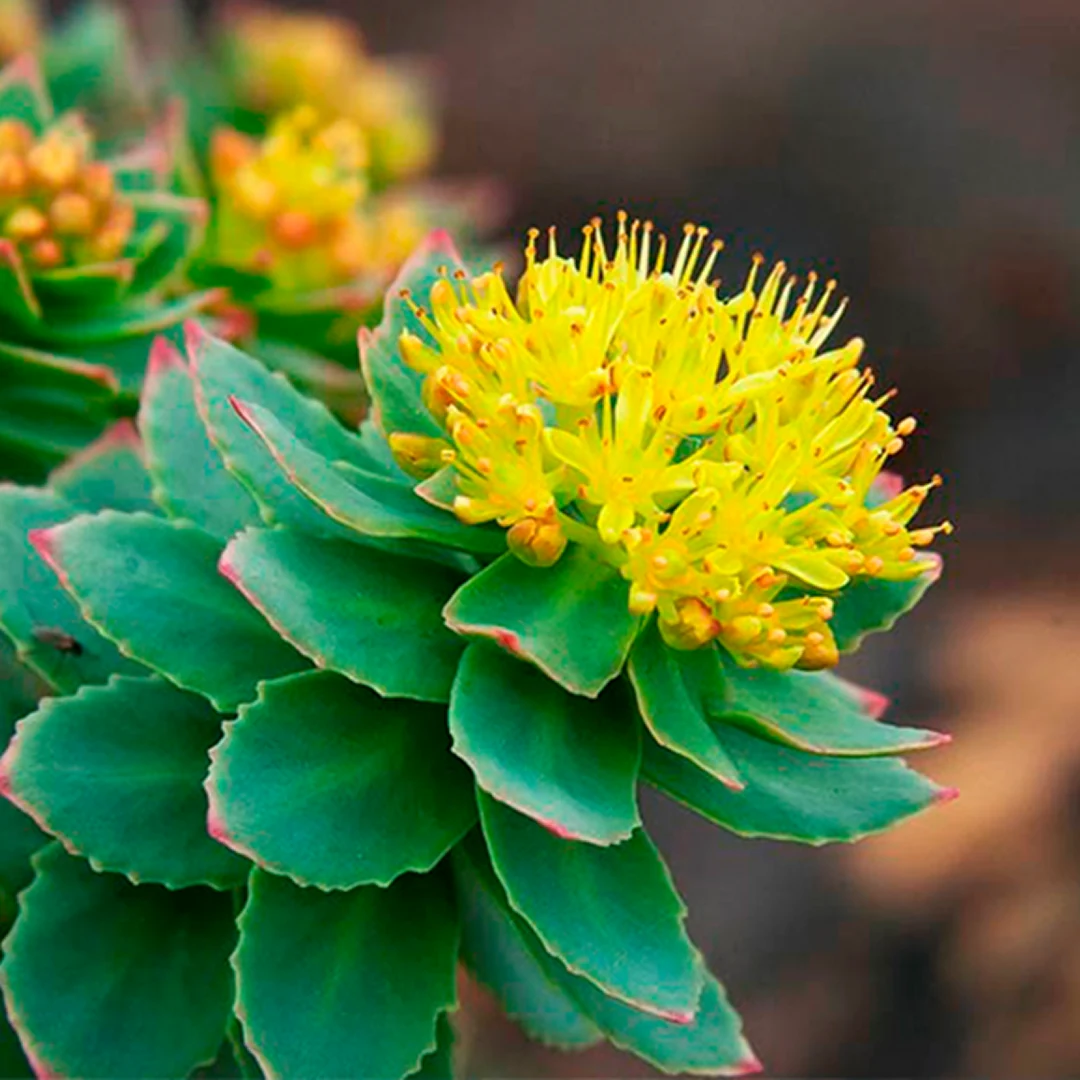 Rhodiola Rosea